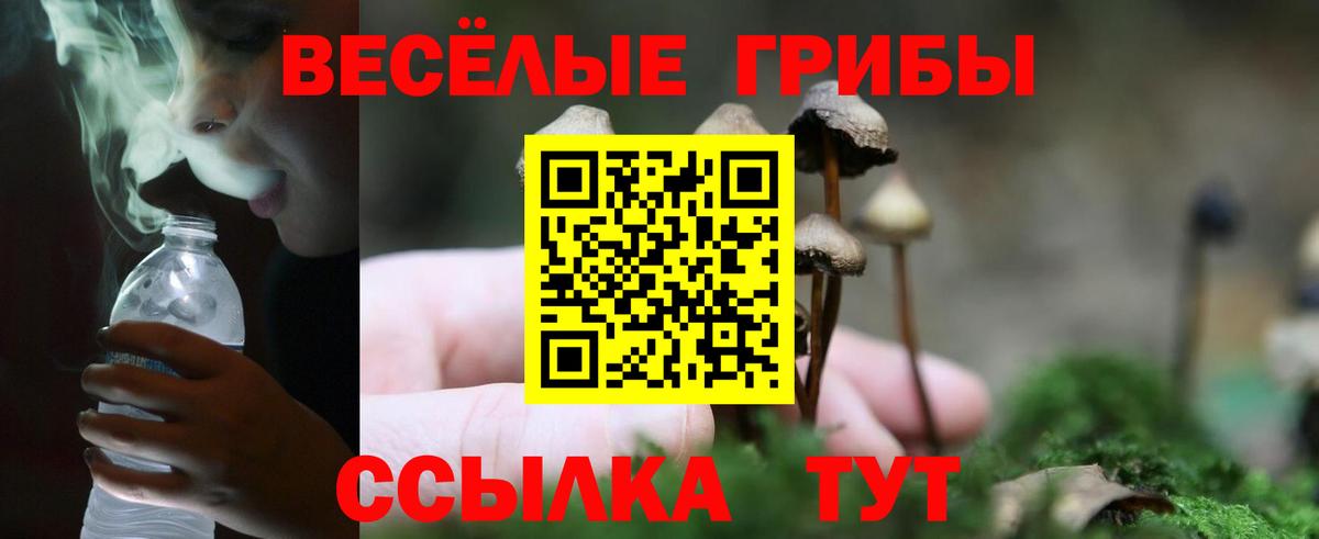 Псилоцибиновые грибы Psilocybe Железногорск